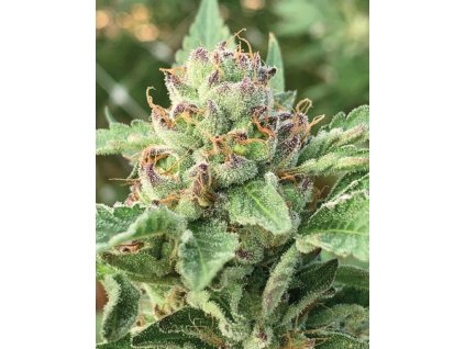 Feminizované semená APPLE BLOSSOM od HUMBOLDT SEED COMPANY - ovocný hybrid s jablkovou arómou. Nájdete na Vaporama.sk.