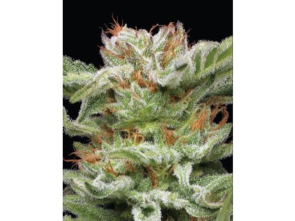 Feminizované semená BLUEBERRY PANCAKES od HUMBOLDT SEED COMPANY - sladký hybrid s čučoriedkovou arómou. Nájdete na Vaporama.sk.