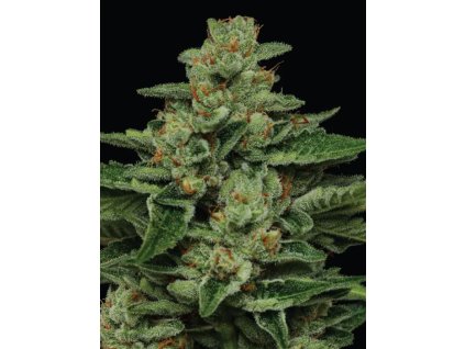 Feminizované semená FORTUNE COOKIE od HUMBOLDT SEED COMPANY - silný hybrid s krémovou arómou. Nájdete na Vaporama.sk.