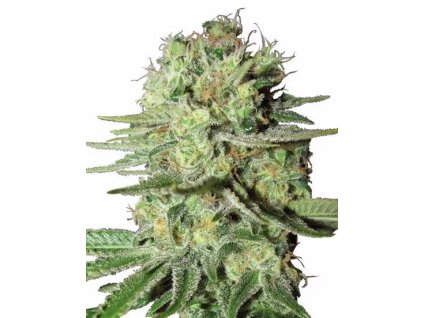 DURBAN POISON FEM. – čistá sativa od RAMA SEEDS s povzbudzujúcim účinkom a korenistou vôňou. Na Vaporama.sk.