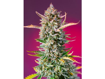 Feminizované semená GORILLA SHERBET FAST F1 od SWEET SEEDS - silný hybrid s krémovou arómou. Nájdete na Vaporama.sk