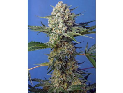 Feminizované semená CRYSTAL CANDY FAST F1 od SWEET SEEDS - sladký hybrid s ovocnou arómou. Nájdete na Vaporama.sk.