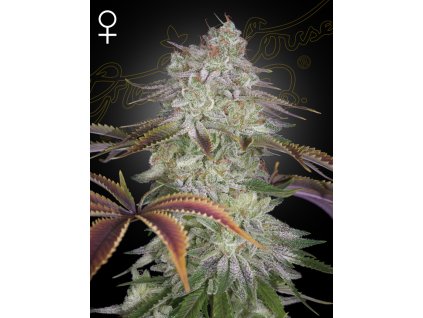 Feminizované semená ALIENZ od GREEN HOUSE SEEDS - silný hybrid s exotickou arómou. Nájdete na Vaporama.sk.