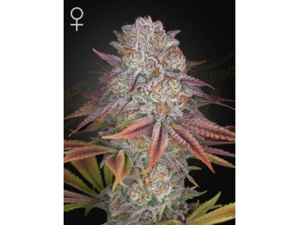 Feminizované semená PULP FRICTION od GREEN HOUSE SEEDS - silný hybrid s ovocnou arómou. Nájdete na Vaporama.sk.