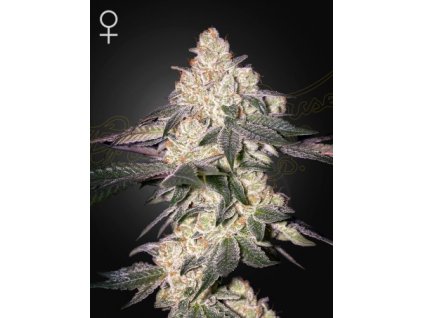 Feminizované semená MOWEETO od GREEN HOUSE SEEDS - ovocný hybrid s intenzívnou arómou. Nájdete na Vaporama.sk.