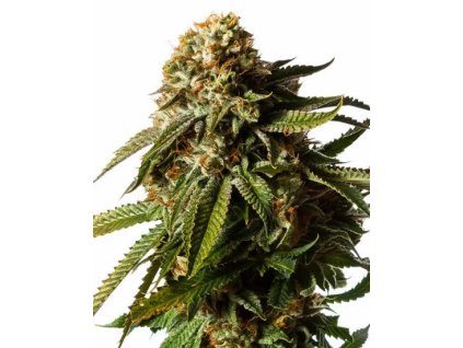 Samokvitnúce semená GORILLA GLUE AUTO od RAMA SEEDS – legendárna sila a výnimočná produkcia živice