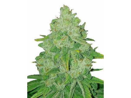 BRUCE BANNER FAST FEM. – silná a rýchla feminizovaná odroda od RAMA SEEDS s vysokým THC. Dostupná na Vaporama.sk