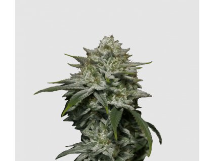 Rýchlokvitnúce semená Gorilla Cookies od RAMA SEEDS – výnosná indika s rýchlym kvitnutím a silnou arómou