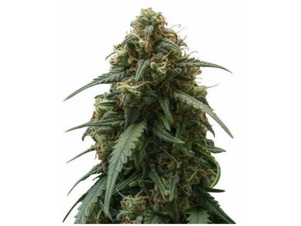 Rýchlokvitnúce semená Strawberry Banana Fast – hybrid s jahodovou chuťou a vysokým výnosom | RAMA SEEDS