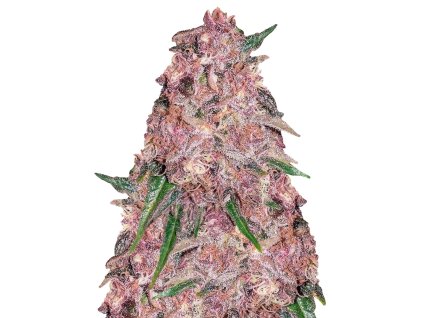Rýchlokvitnúce konopné semená Purple Punch Fast – silná indica s chuťou bobúľ a rýchlym zberom | RAMA SEEDS – vaporama.sk