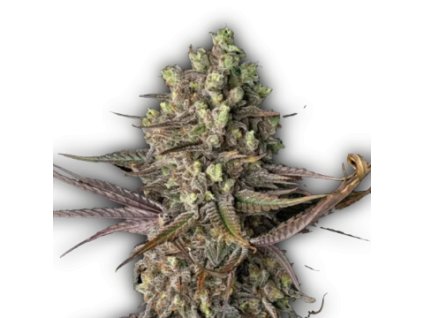 BLUE DREAM FAST FEM. – rýchla feminizovaná verzia klasiky od RAMA SEEDS s ovocnou vôňou a silným účinkom. Na Vaporama.sk