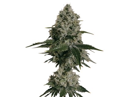 Samokvitnúce konopné semená KUSH CBD 1:1 AUTO od RAMA SEEDS – 90 % Indika, vyvážený účinok a zber už za 9 týždňov