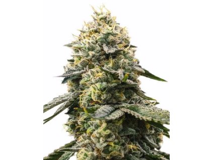 Girl Scout Cookies od RAMA SEEDS – legendárna feminizovaná odroda s vysokým THC, sladkou arómou a komplexnými účinkami.