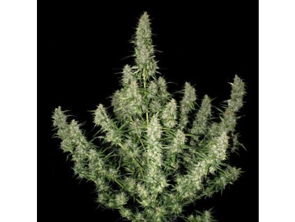 samokvitnuce-semena-magnum-budha-seeds