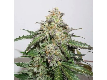 Samokvitnúce semená GLUEBERRY OG AUTO od DUTCH PASSION - hybrid s ovocnou a dieselovou arómou. Nájdete na Vaporama.sk.