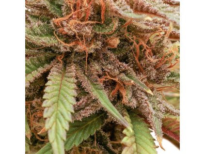 Feminizované semená DURBAN DEW od DUTCH PASSION - silná sativa s citrusovou arómou. Nájdete na Vaporama.sk.