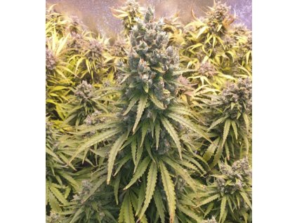 Samokvitnúce semená LEMON KIX AUTO od DUTCH PASSION - citrusová sativa s energizujúcim účinkom. Nájdete na Vaporama.sk.
