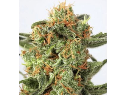 Feminizované semená ORANGE HILL SPECIAL od DUTCH PASSION - citrusová indika s vysokým obsahom THC. Nájdete na Vaporama.sk.