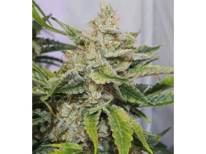 Samokvitnúce semená SKYWALKER HAZE AUTO od DUTCH PASSION - silná sativa s citrusovou arómou. Nájdete na Vaporama.sk.