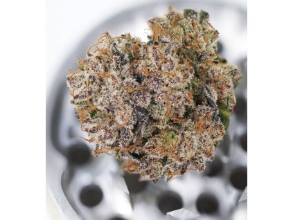 Samokvitnúce semená MIMOSA PUNCH AUTO od DUTCH PASSION - ovocný hybrid s citrusovou arómou. Nájdete na Vaporama.sk.