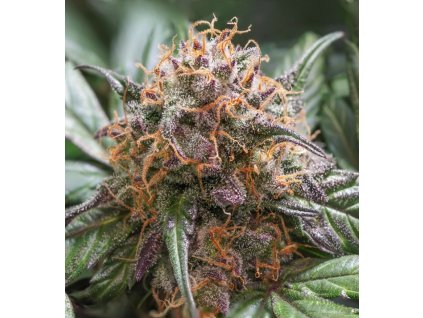 Samokvitnúce semená TRICHOME AND CREAM AUTO od DUTCH PASSION - hybrid s bohatou produkciou trichómov. Nájdete na Vaporama.sk.