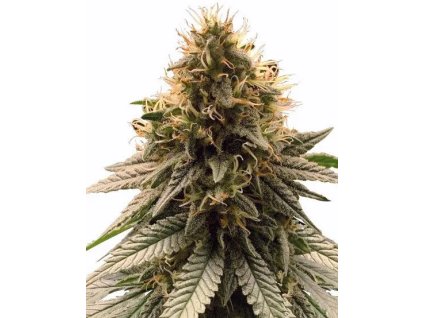 Feminizované konopné semená CHERRY PIE od RAMA SEEDS – indica s vôňou čerešňového koláča, vhodná na relax