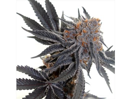 COOKIES SHERBET FEM. – sladká a krémová indika od RAMA SEEDS s výraznou arómou a relaxačným účinkom. Na Vaporama.sk.