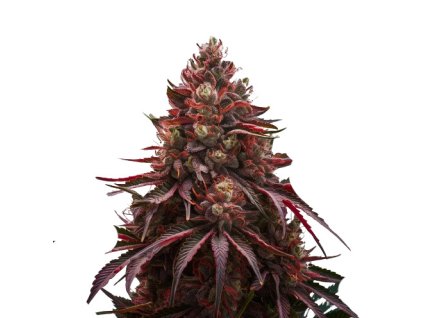 Rýchlokvitnúce semená Cherry Pie Fast od RAMA SEEDS – vysoké výnosy, čerešňová aróma, THC 21 %