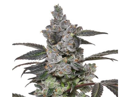 APPLES & BANANAS FEM. – feminizovaný ovocný hybrid od RAMA SEEDS s intenzívnou vôňou a silným efektom. Na Vaporama.sk.