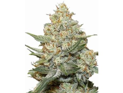 COOKIES x GORILLA FEM. – silný a sladký hybrid od RAMA SEEDS s bohatou arómou a živicou. Na Vaporama.sk
