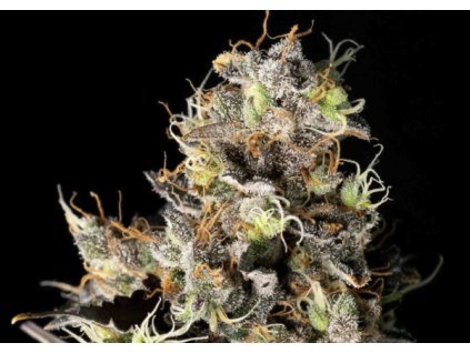 Feminizované semená CALI CRITICAL MASS od SEEDSMAN SEEDS - výnosná indika s citrusovou arómou. Nájdete na Vaporama.sk.