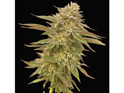 Feminizované semená PINEAPPLE OG od SEEDSMAN SEEDS - tropický hybrid s ananásovou arómou. Nájdete na Vaporama.sk.