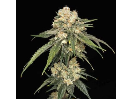 Feminizované semená ICE DREAM CAKE od SEEDSMAN SEEDS - sladký hybrid s krémovou arómou. Nájdete na Vaporama.sk.