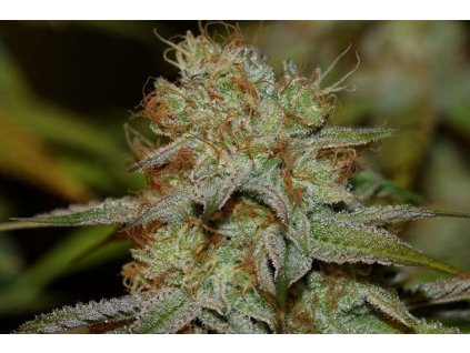 Feminizované semená PEYOTE ZKITTLEZ od SEEDSMAN SEEDS - sladký hybrid s ovocnou arómou. Nájdete na Vaporama.sk.