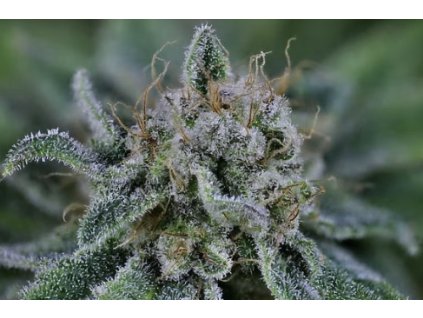 Feminizované semená PEYOTE WI-FI od SEEDSMAN SEEDS - silný hybrid s korenistou arómou. Nájdete na Vaporama.sk.