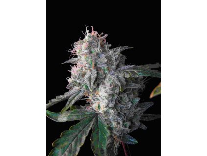 Samokvitnúce semená ALASKAN BANANABERRY AUTO od SEEDSMAN SEEDS - hybrid s banánovo-jahodovou arómou. Nájdete na Vaporama.sk.