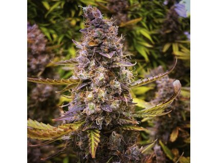 Samokvitnúce semená JUICY ZKITTLEZ AUTO od SEEDSMAN SEEDS - ovocný hybrid s intenzívnou arómou. Nájdete na Vaporama.sk.