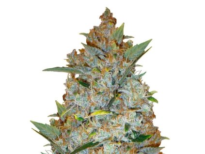 CALI CRITICAL MASS FEM. – výnosná feminizovaná odroda od RAMA SEEDS s rýchlym rastom a silným účinkom. Na Vaporama.sk.