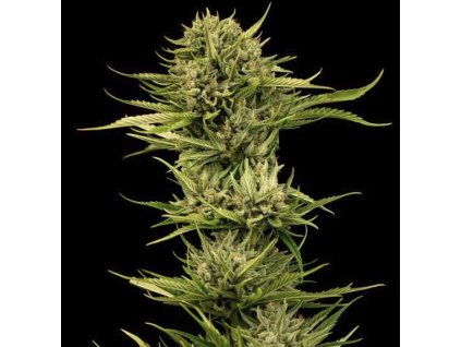 Feminizované semená BLUEBERRY PIE F1 FAST od SEEDSMAN SEEDS - hybrid s čučoriedkovou arómou a sladkým podtónom. Nájdete na Vaporama.sk.