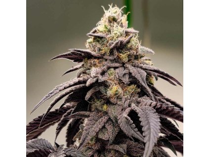 Feminizované semená GELATO41 BX od SEEDSMAN SEEDS - sladký hybrid s krémovou arómou. Nájdete na Vaporama.sk.
