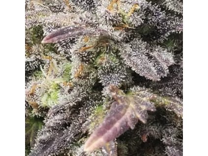 Samokvitnúce semená ALASKAN DIESEL AUTO od SEEDSMAN SEEDS - hybrid s dieselovou arómou a energizujúcim účinkom. Nájdete na Vaporama.sk