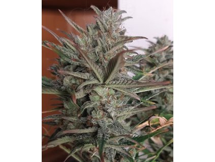 Samokvitnúce semená LARRY LEMON OG AUTO od SEEDSMAN SEEDS - citrusový hybrid s osviežujúcou arómou. Nájdete na Vaporama.sk.