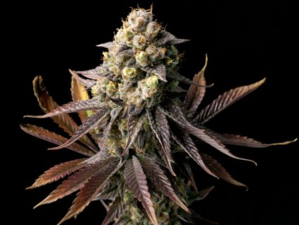 Samokvitnúce semená GELAT.OG AUTO od SEEDSMAN SEEDS - silný hybrid s krémovo-zemitou arómou. Nájdete na Vaporama.sk.