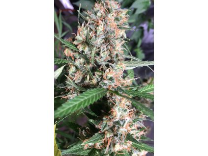Feminizované semená ORIENT EXPRESS od ACE SEEDS - silný hybrid s orientálnou arómou. Nájdete na Vaporama.sk.