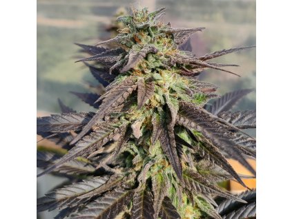 Feminizované semená ZAMALDELICA x KALI CHINA od ACE SEEDS - exotický hybrid s vyváženým účinkom a tropickou arómou. K dispozícii na Vaporama.sk
