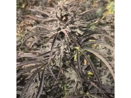 Samokvitnúce semená EZ BAKE AUTO od TRILOGENE SEEDS - sladký hybrid s krémovou arómou. Nájdete na Vaporama.sk.