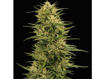 Feminizované CBD semená THE DON od TRILOGENE SEEDS - vysoký obsah CBD a jemná aróma. Nájdete na Vaporama.sk.