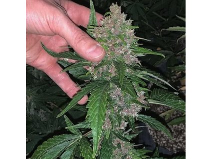 Samokvitnúce CBD semená GLU AUTO od TRILOGENE SEEDS - vysoký obsah CBD a jemná aróma. Nájdete na Vaporama.sk.