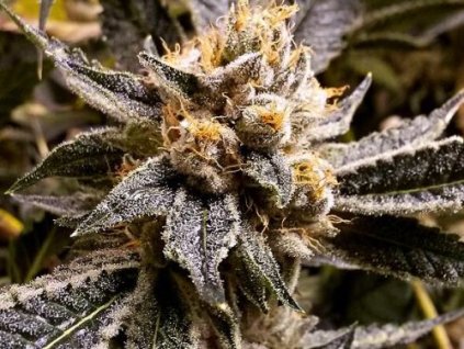 Feminizované semená CONFIDENTIAL PURP od GRAND DADDY GENETICS - silná indika s hroznovou arómou. Nájdete na Vaporama.sk.