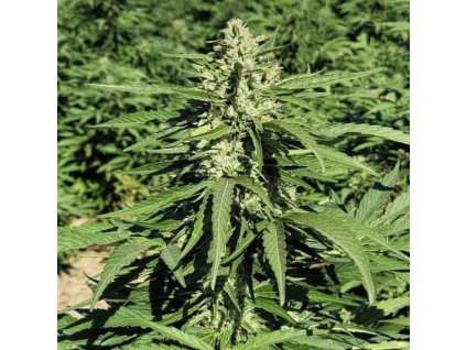 Feminizované CBG semená LIMONENE od TRILOGENE SEEDS - vysoký obsah CBG a citrusová aróma. Nájdete na Vaporama.sk.